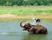 Elefantes se Refrescando na Água 5