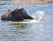 Elefantes se Refrescando na Água 6