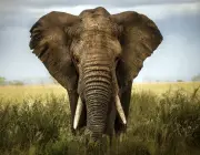 Elefantes 1