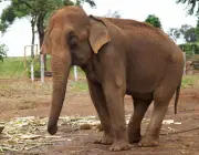 Elefantes 3