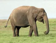 Elefantes 4