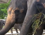 Elefante Pigmeu do Mediterrâneo Vivendo em Cativeiro 2