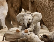 Elefante Pigmeu do Mediterrâneo Vivendo em Cativeiro 4