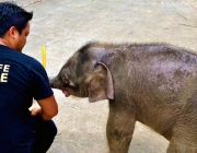 Elefante Pigmeu do Mediterrâneo Vivendo em Cativeiro 5