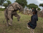 Elefante Pigmeu do Mediterrâneo Vivendo em Cativeiro 6