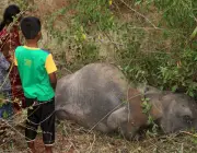 Elefante Pigmeu Mortos 5