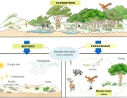 Elementos de um Ecossistema 3