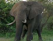 Elephantidae Loxodonta Atlântica 3