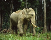 Elephas 1