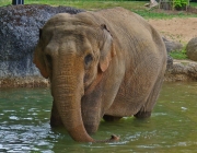 Elephas 3