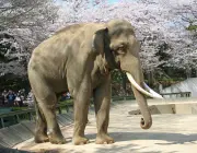 Elephas 5