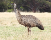 Emu 1