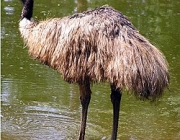 Emu 2