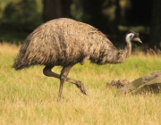 Emu 4