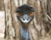 Emu 5