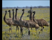 Emu 6