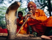 Encantamento da Cobra Cuspideira Moçambicana 6