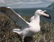 Envergadura do Albatroz Gigante 1