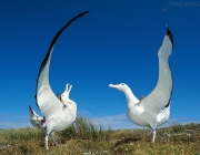 Envergadura do Albatroz Gigante 2