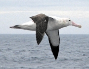 Envergadura do Albatroz Gigante 3