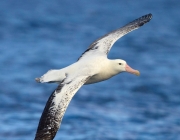 Envergadura do Albatroz Gigante 4