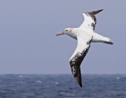 Envergadura do Albatroz Gigante 5