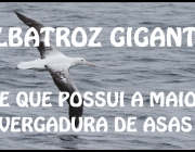 Envergadura Incrível do Albatroz Gigante 2