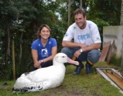 Envergadura Incrível do Albatroz Gigante 5