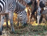 Equus Grevyi Comendo 4