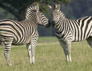 Equus Quagga Chapmani 2