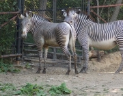 Equus Quagga Chapmani 6