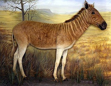 Equus Quagga Quagga 5