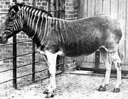 Equus Quagga Quagga 1