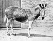 Equus Quagga Quagga 2