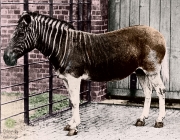 Equus Quagga Quagga 3