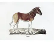 Equus Quagga Quagga 4