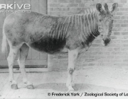 ARKive image GES001863 - Quagga