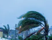Palm tree in wind