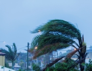 Palm tree in wind