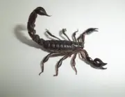 Escorpião Preto 4