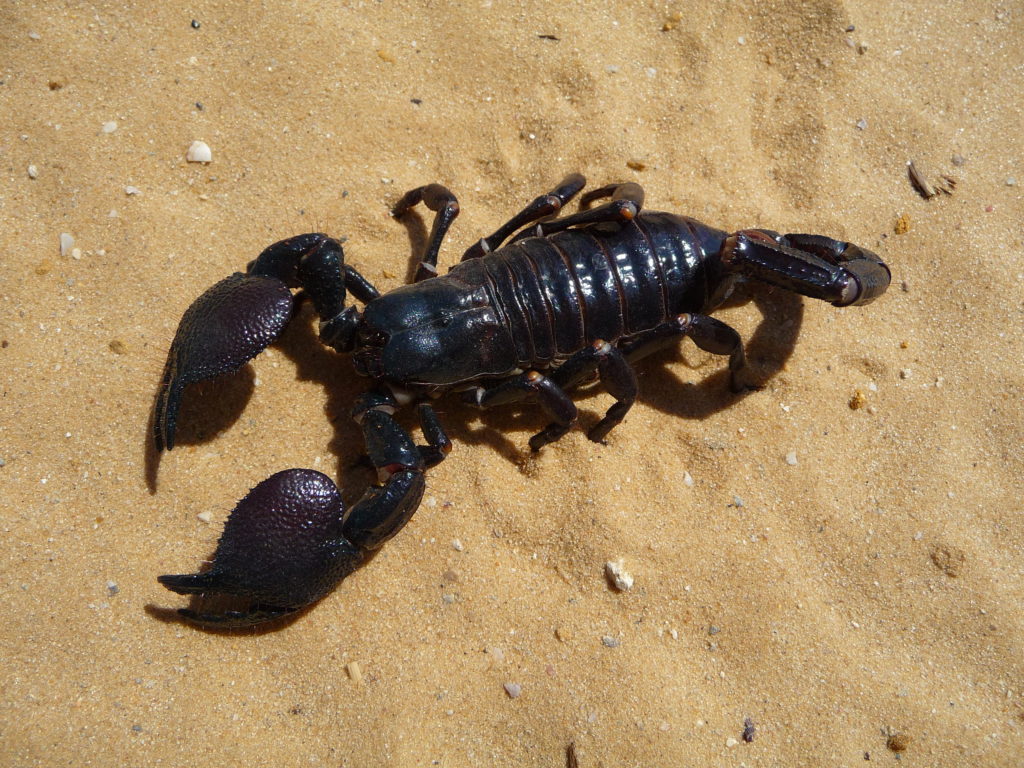 Habitat do Escorpião Preto: Onde eles Vivem? – Mundo Ecologia