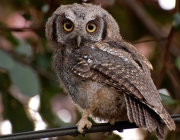 Corujunha do Mato (Megascops Choliba Duidae)