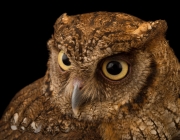 A tropical screech owl (Megascops choliba luctisomus) at the Summit Municipal Park in Gamboa, Panama.