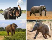 Espécies de Elefantes 1