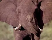 Espécies de Elefantes 3