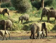 Espécies de Elefantes 6