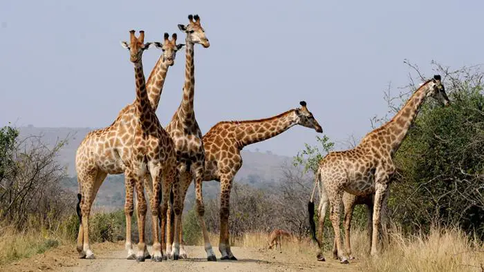 Espécie de Girafas 1