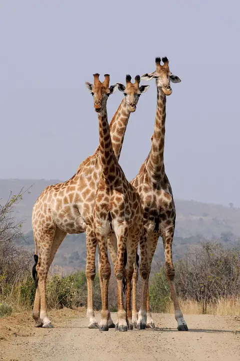 Espécie de Girafas 2