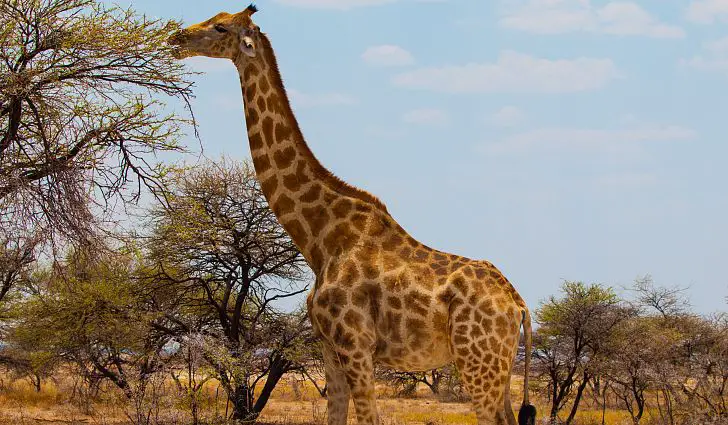 Espécie de Girafas 3