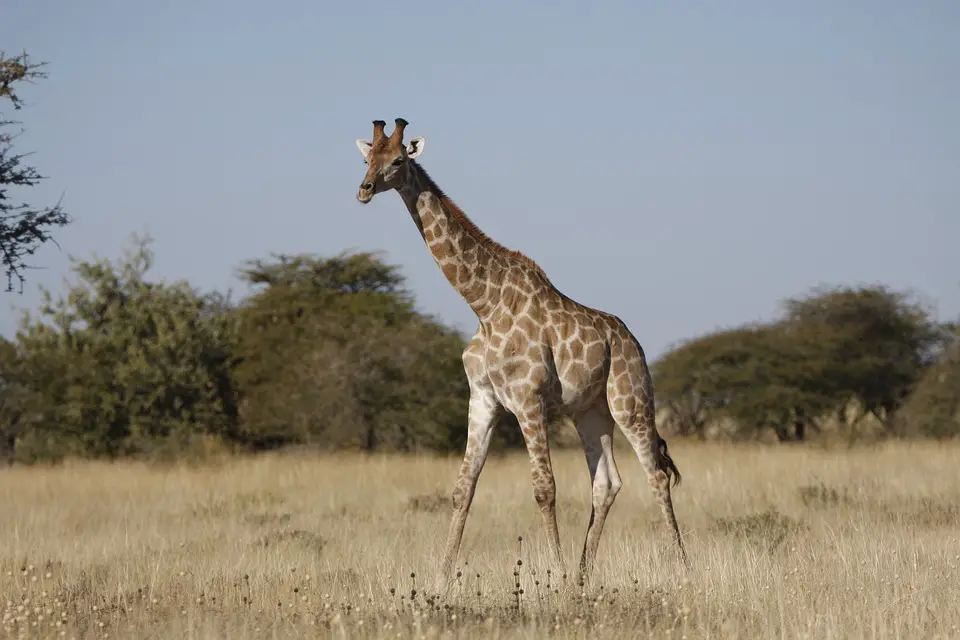 Espécie de Girafas 6